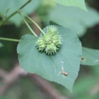 Abutilon subumbellatum Philcox